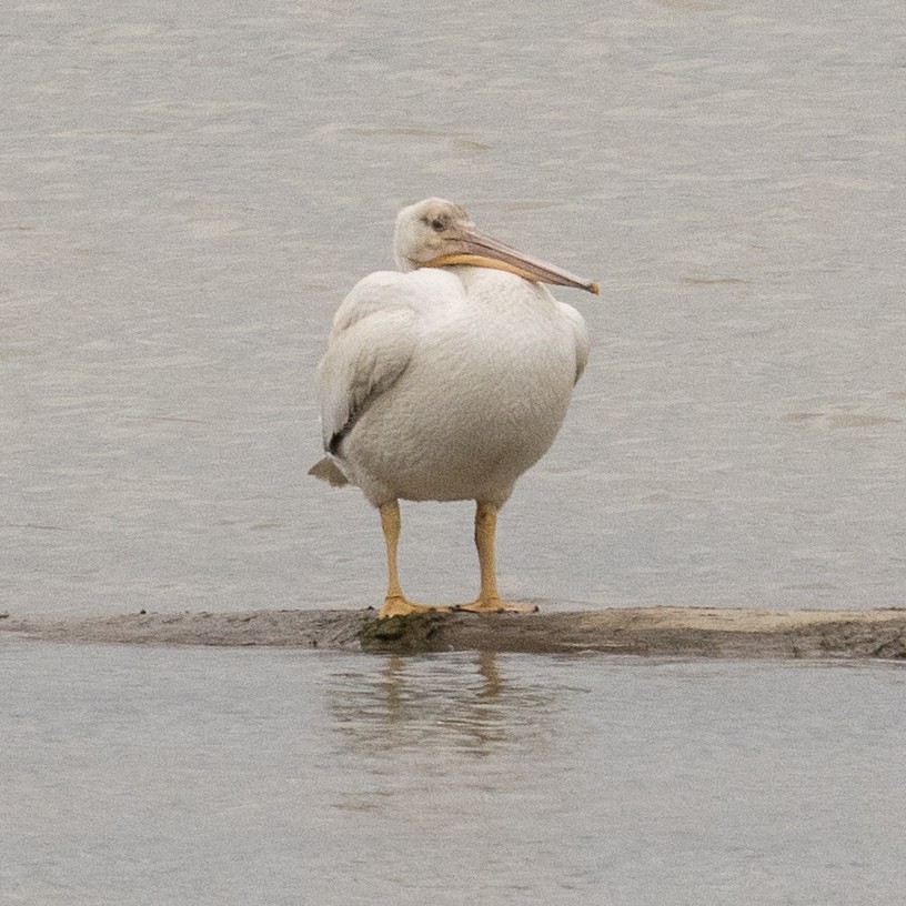 American White Pelican - ML622463254