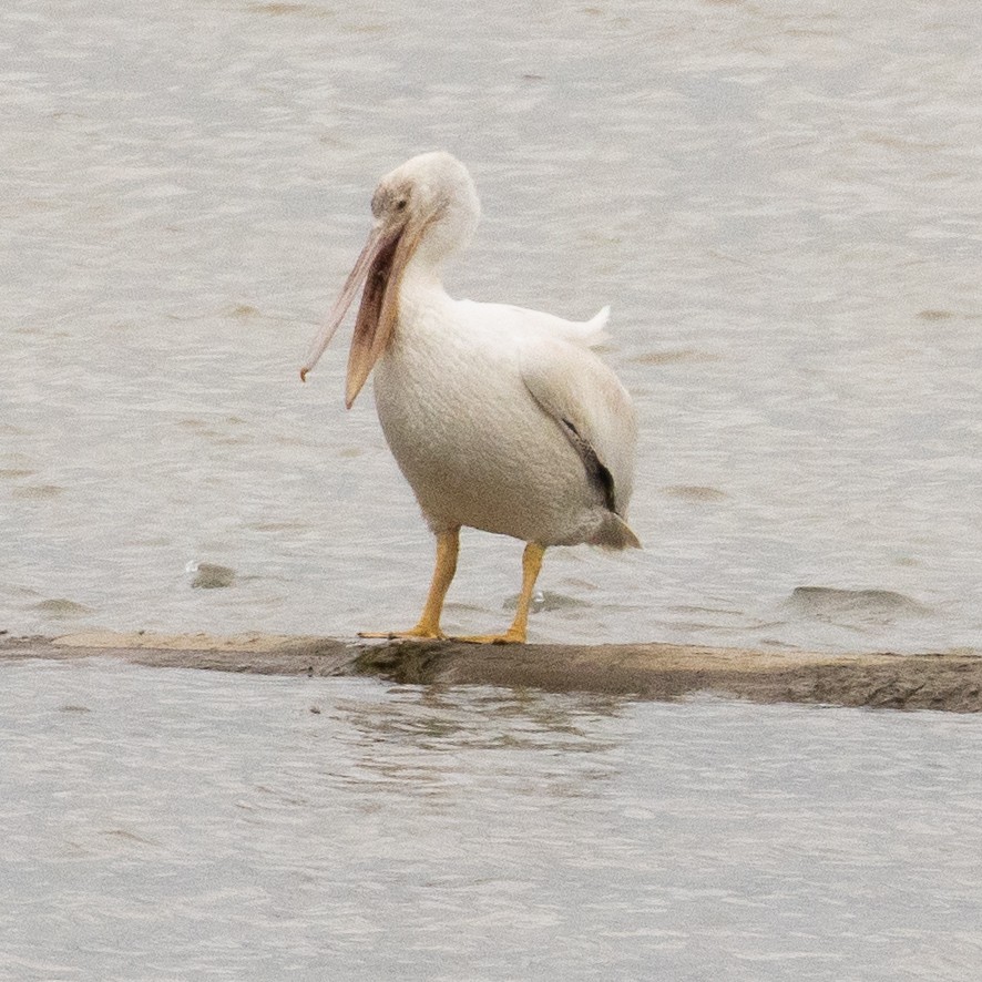 American White Pelican - ML622463255