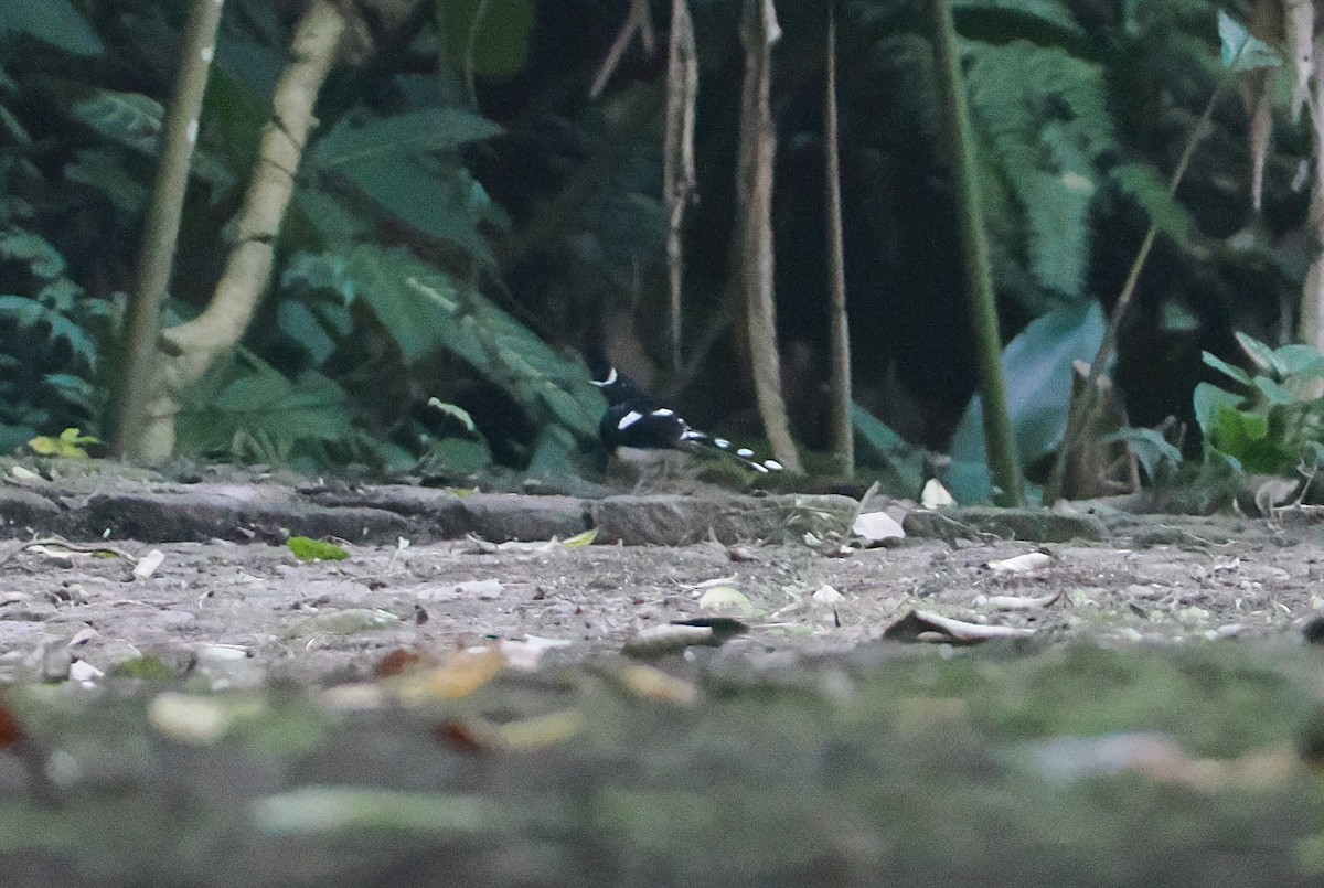 White-crowned Forktail (Javan) - ML622463280