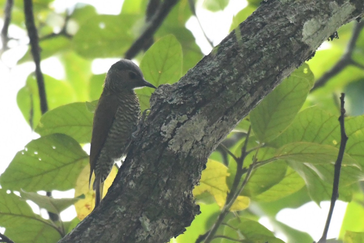 Gray-crowned Woodpecker - ML622463284