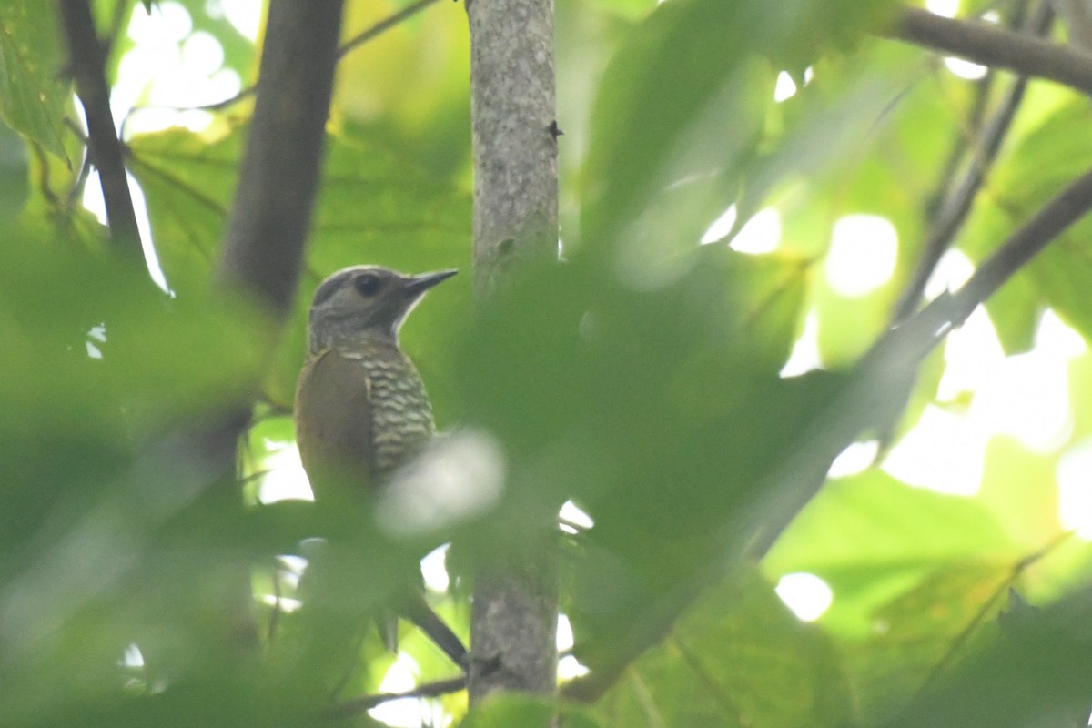 Gray-crowned Woodpecker - Ethan Gosnell