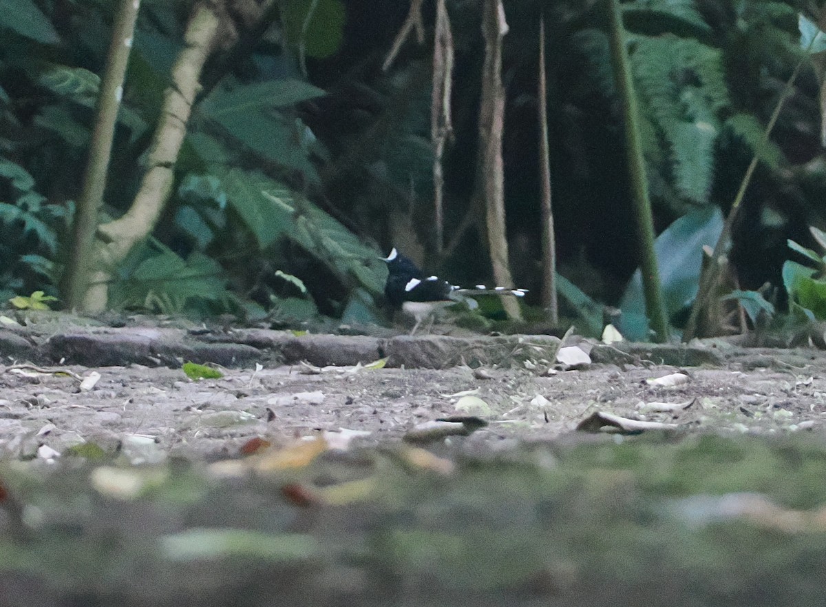 White-crowned Forktail (Javan) - ML622463322