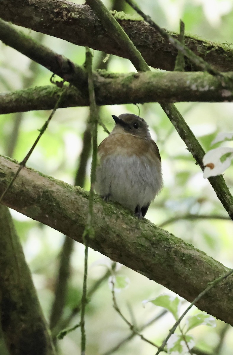 Fulvous-chested Jungle Flycatcher - ML622463452