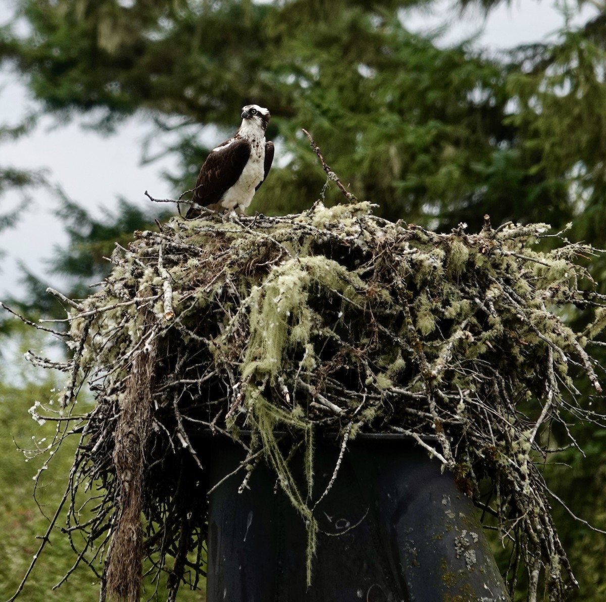 Osprey - ML622463461