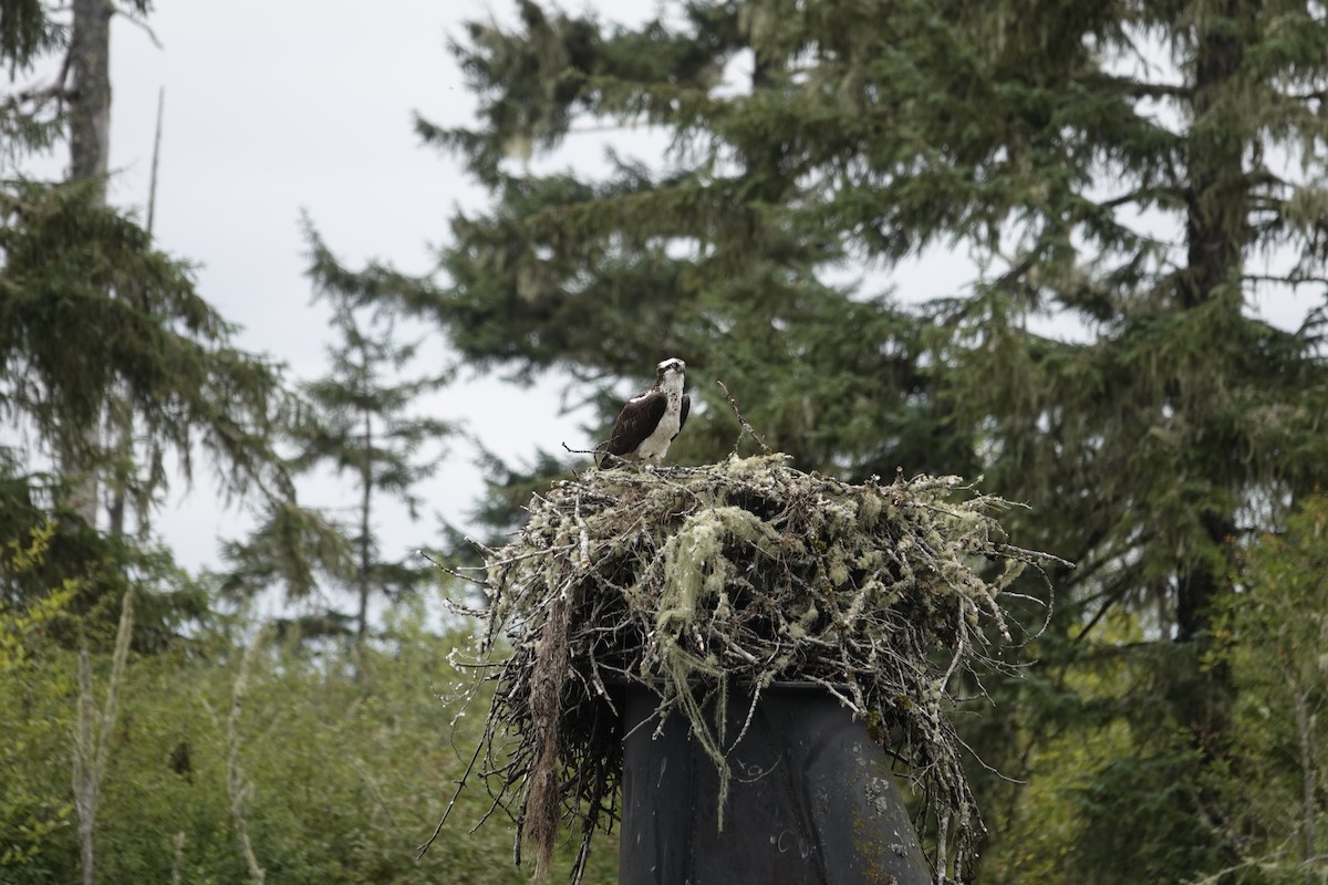 Osprey - ML622463462