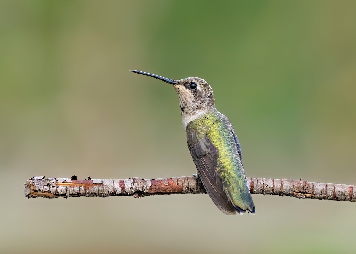 Black-chinned Hummingbird - ML622463467