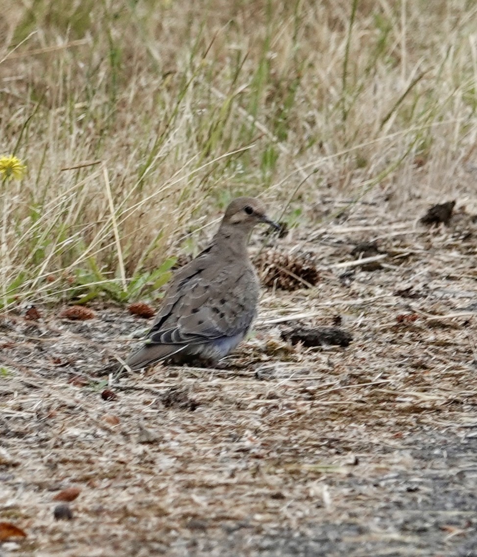 Mourning Dove - ML622463469