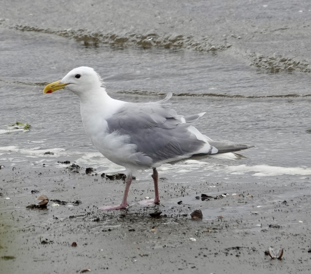 Glaucous-winged Gull - ML622463559