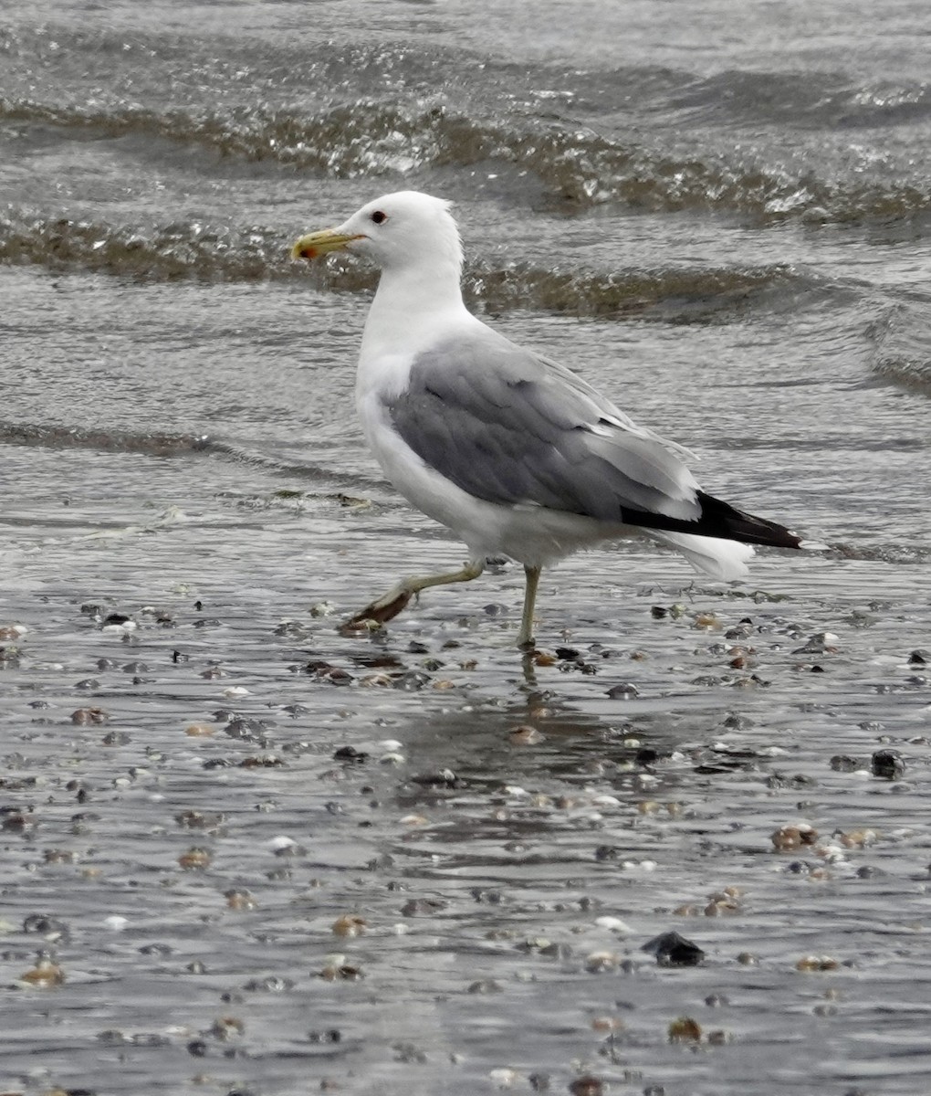 California Gull - ML622463560