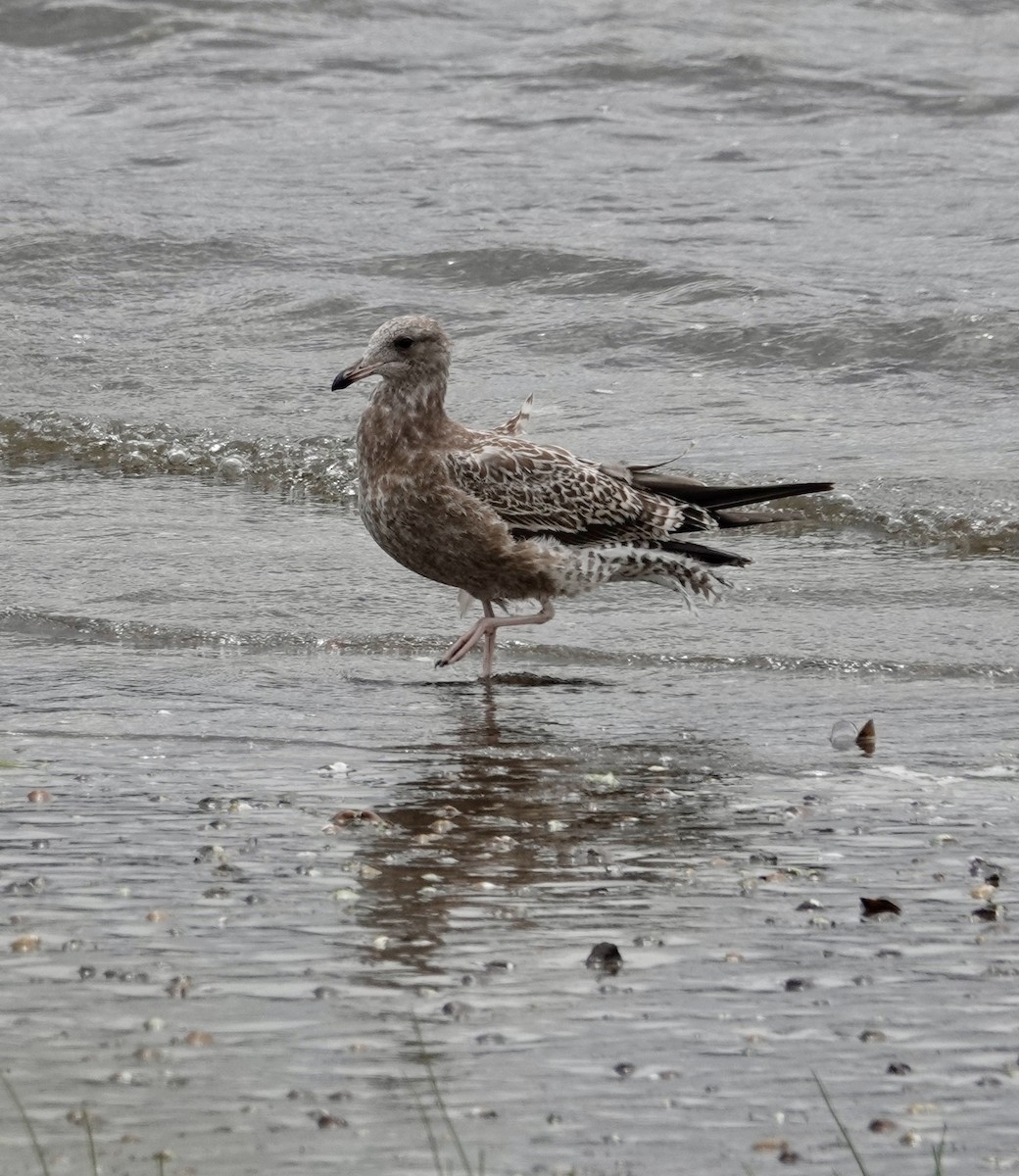 California Gull - ML622463561