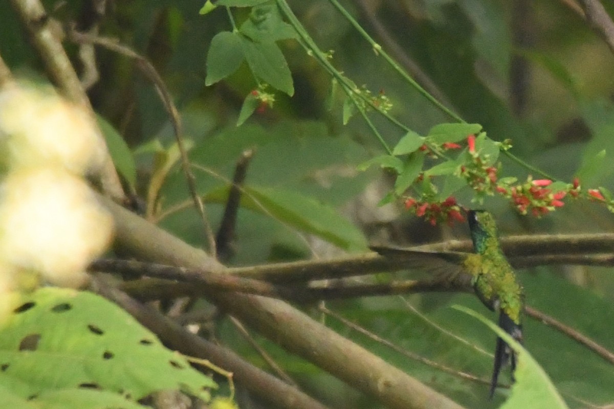 Golden-crowned Emerald - ML622463562