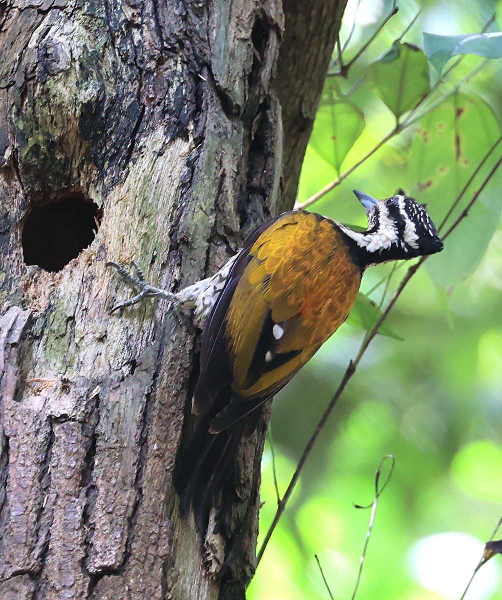 Common Flameback - Steve Parrish