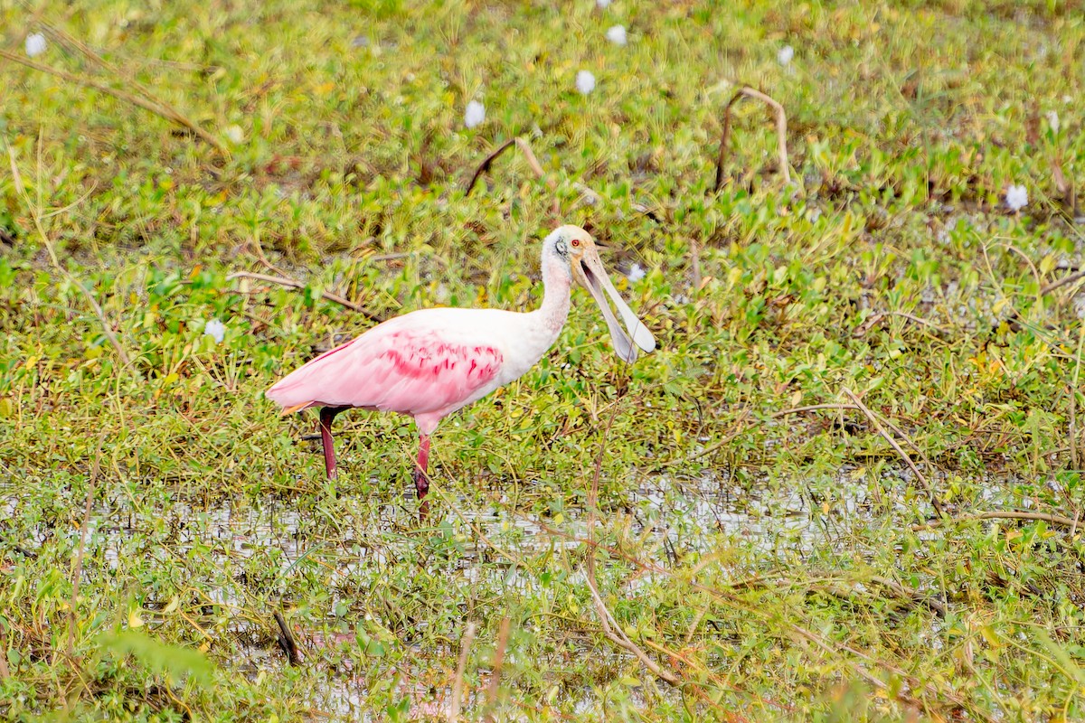 Roseate Spoonbill - Marcelo  Telles