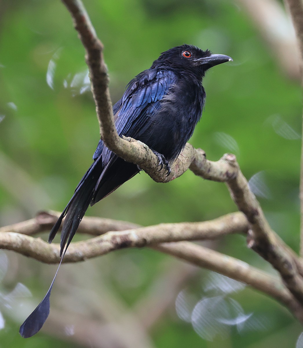 Greater Racket-tailed Drongo - ML622463763