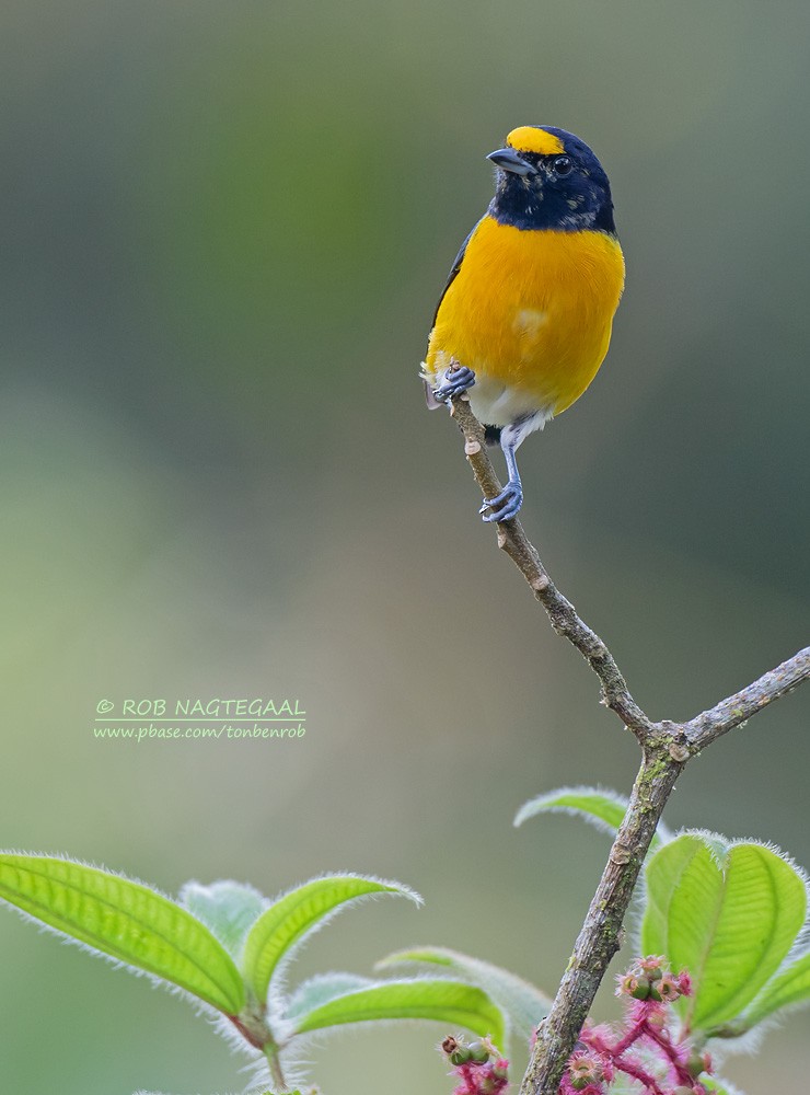 White-vented Euphonia - ML622463796