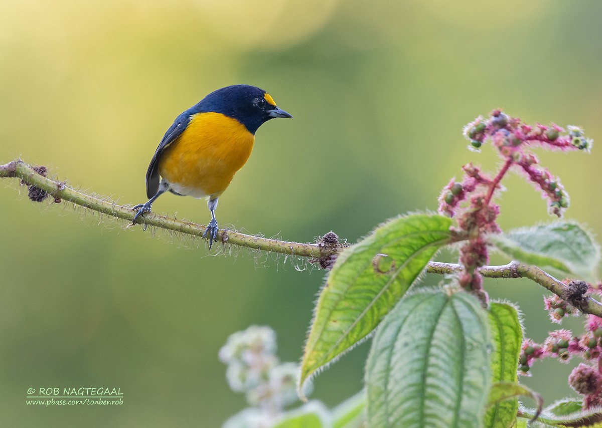 White-vented Euphonia - ML622463797