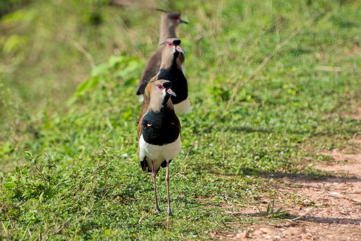 Southern Lapwing - ML622463802