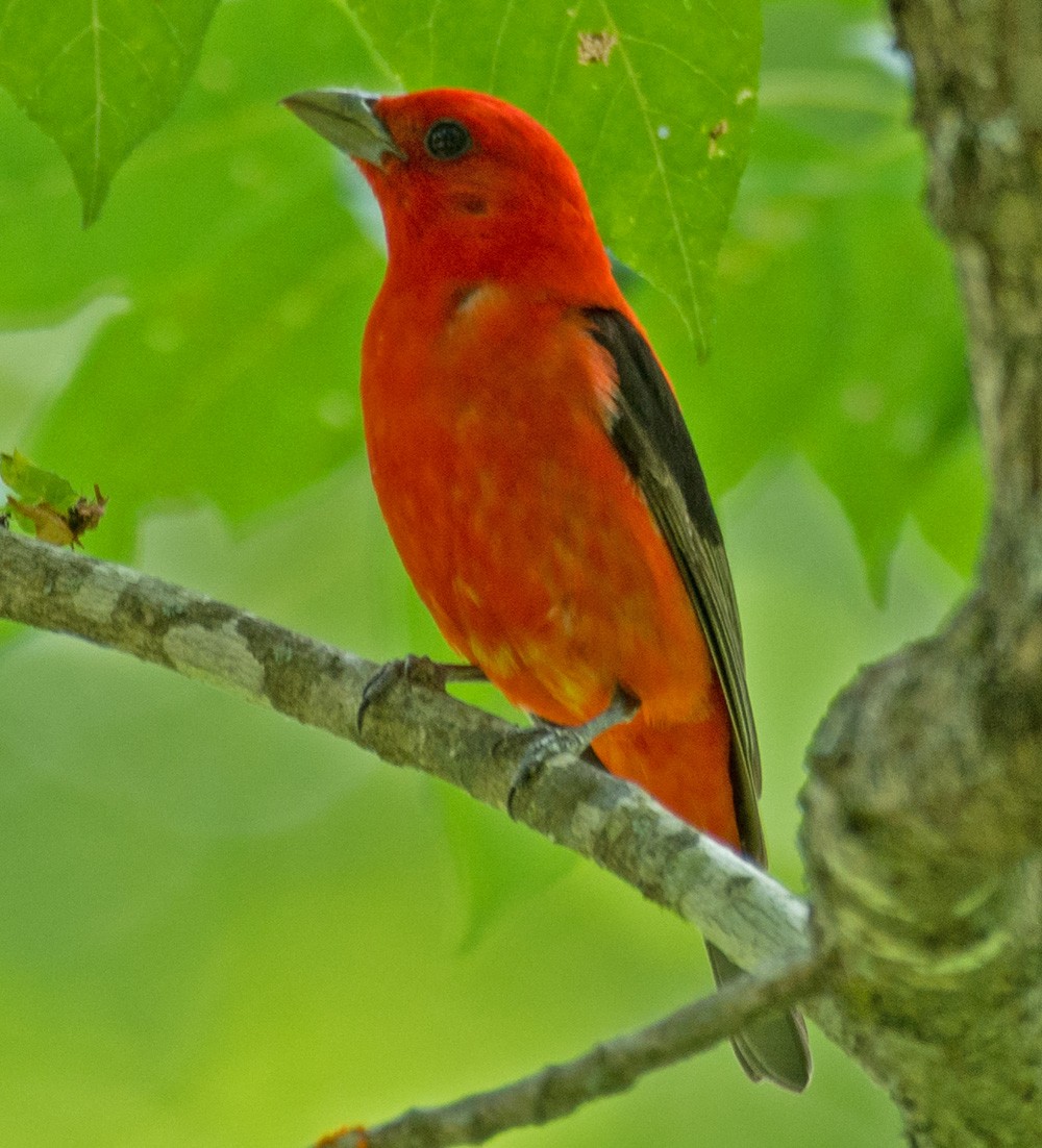 Scarlet Tanager - ML62246381