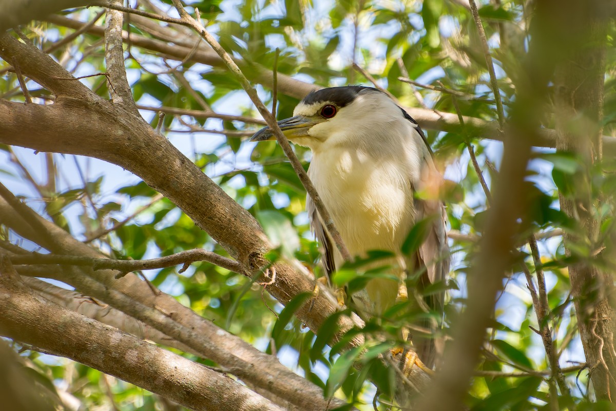 Black-crowned Night Heron - ML622463820