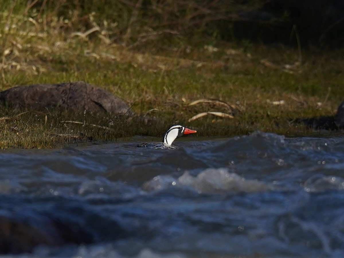 Torrent Duck - ML622463914