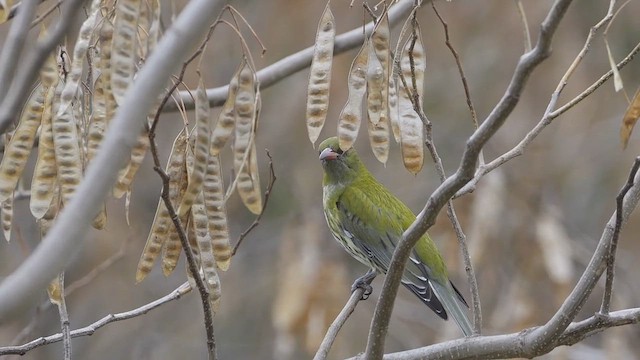 Olive-backed Oriole - ML622463983