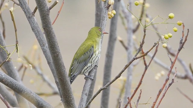 Olive-backed Oriole - ML622463984