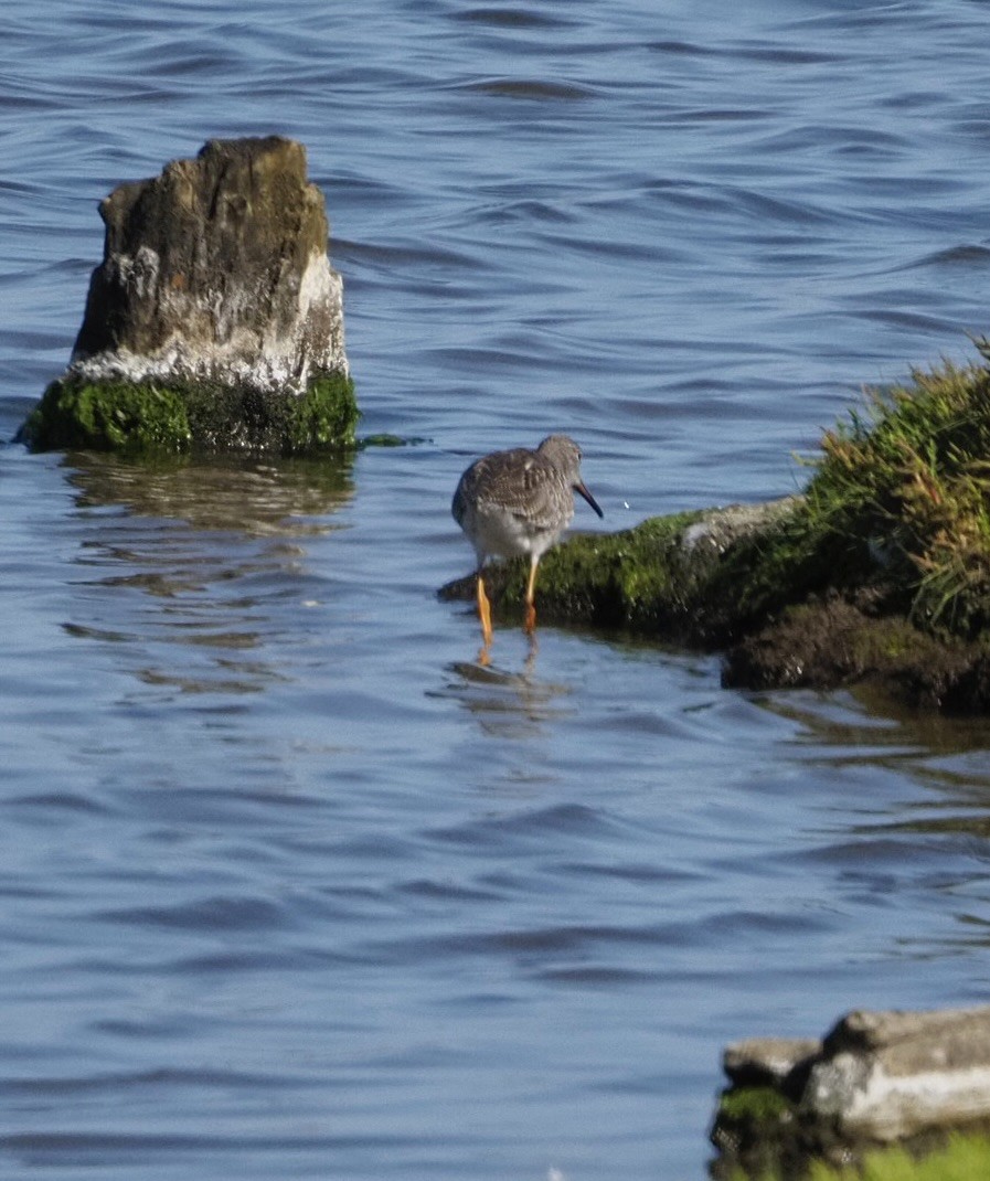 Common Redshank - ML622464071