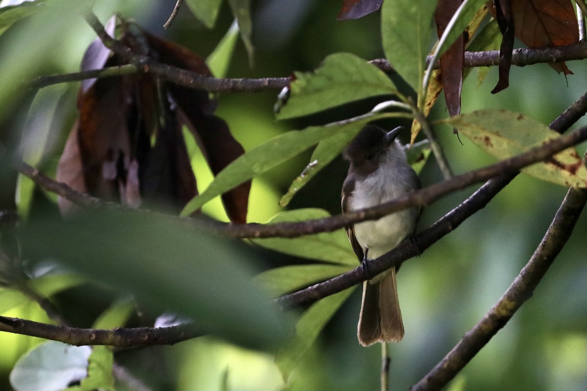 Puerto Rican Flycatcher - ML622464109