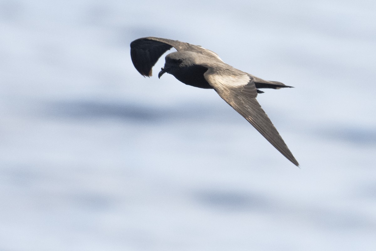 Markham's Storm-Petrel - ML622464165