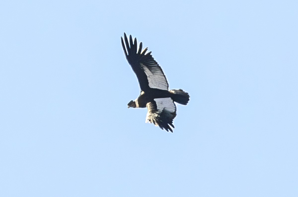 Andean Condor - ML622464167