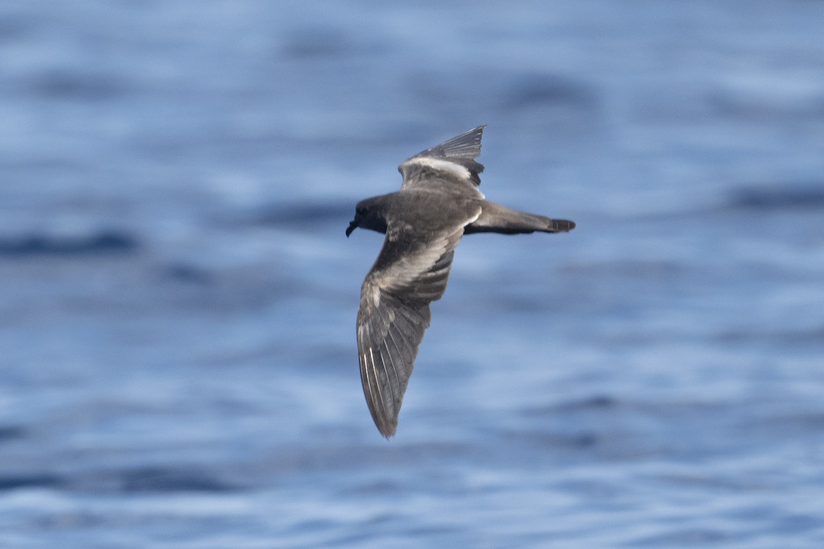 Markham's Storm-Petrel - ML622464168