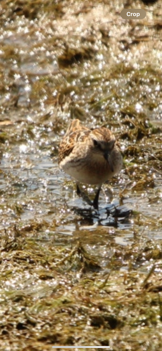 Semipalmated Sandpiper - ML622464267