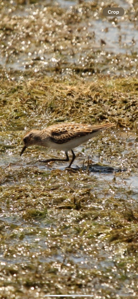 Semipalmated Sandpiper - ML622464268