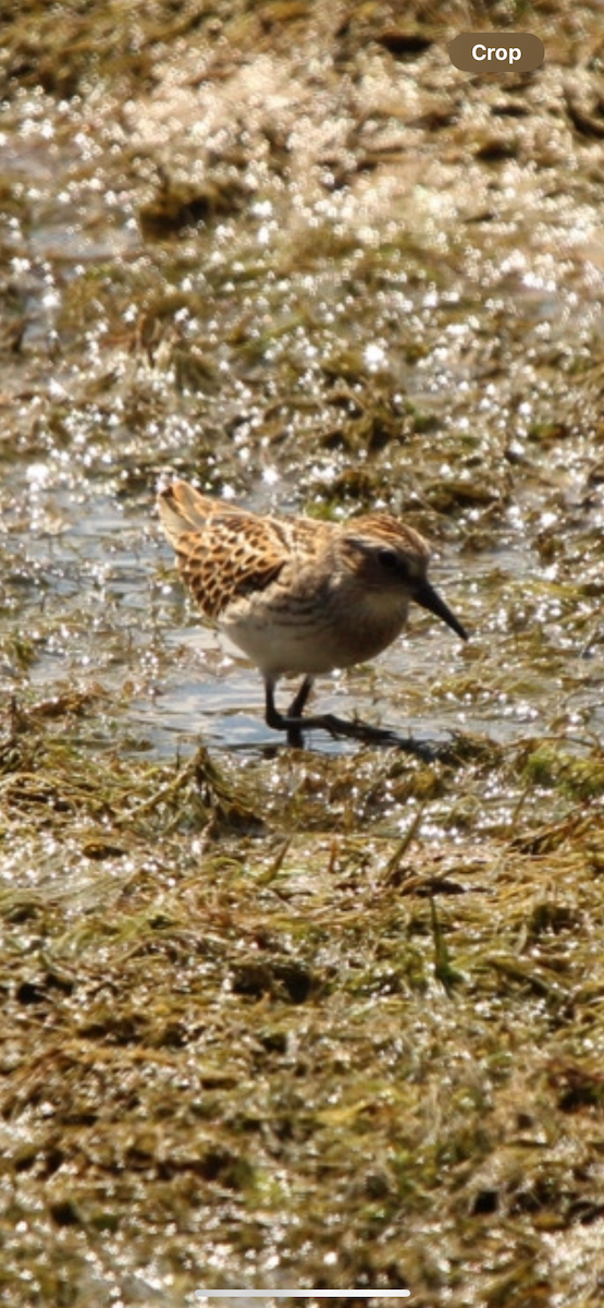 Semipalmated Sandpiper - ML622464269