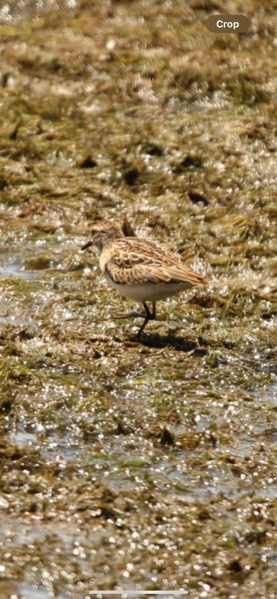 Semipalmated Sandpiper - ML622464270