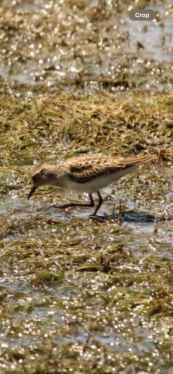 Semipalmated Sandpiper - ML622464271