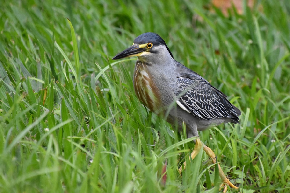 Striated Heron - ML622464290
