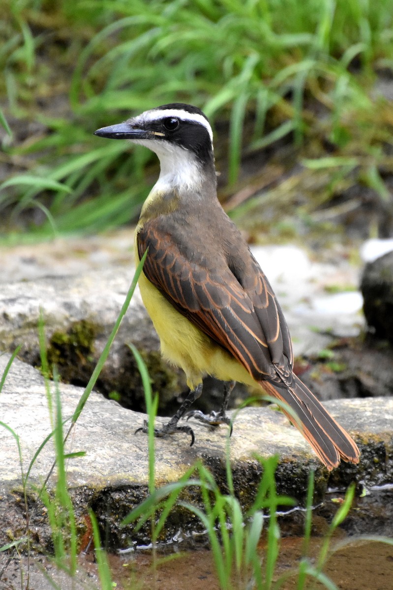 Great Kiskadee - ML622464303