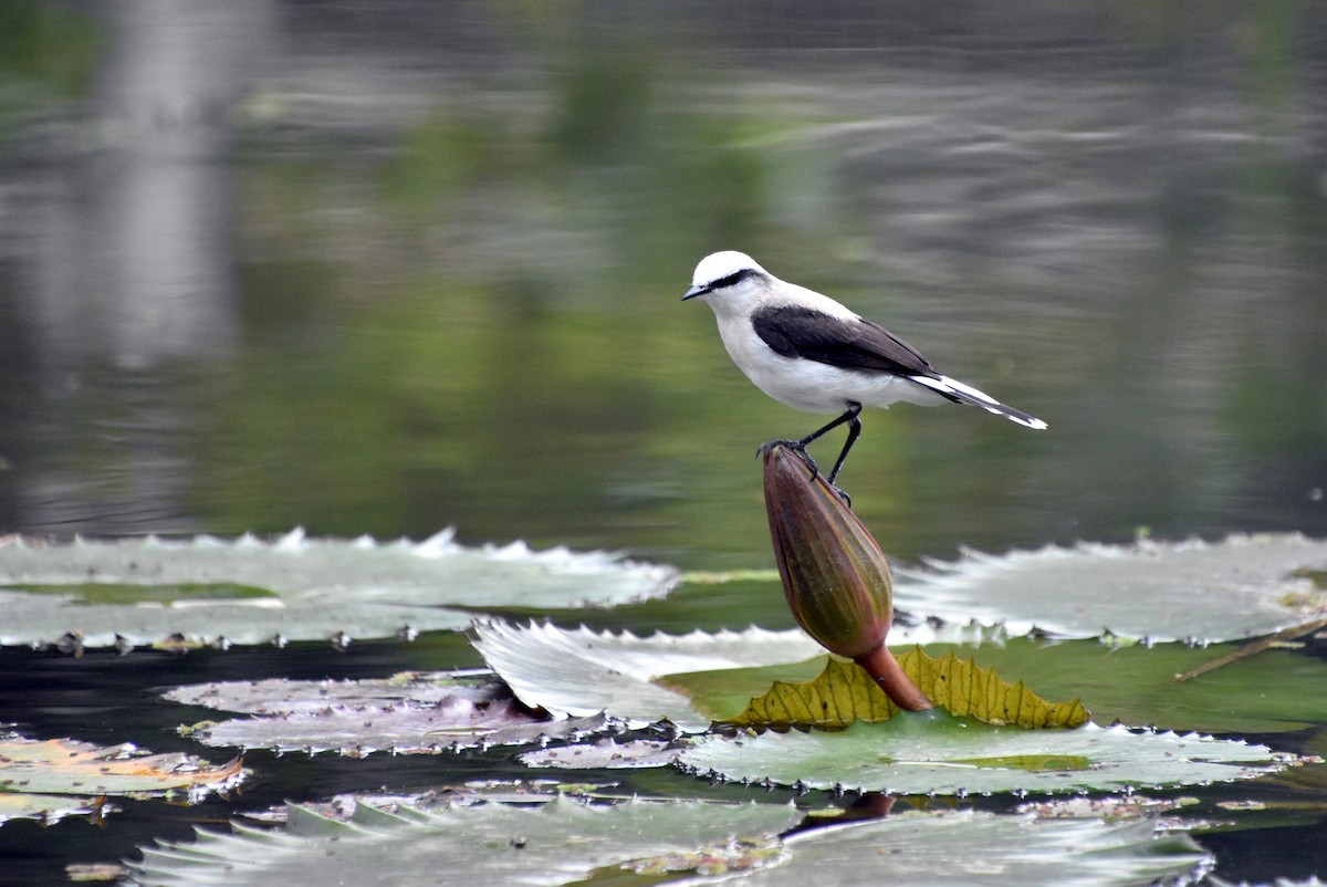 Masked Water-Tyrant - ML622464307