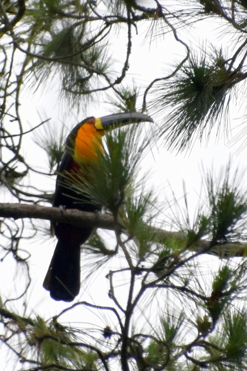 Channel-billed Toucan - ML622464337