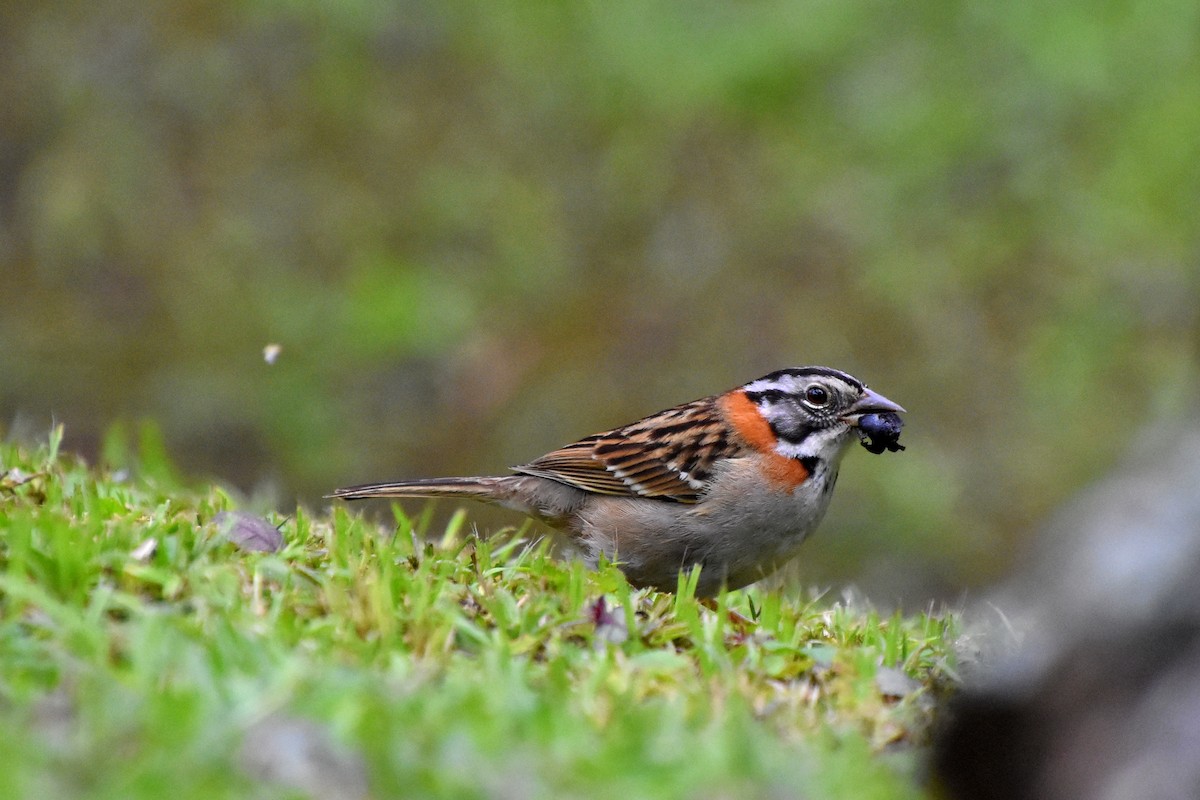Rufous-collared Sparrow - ML622464339