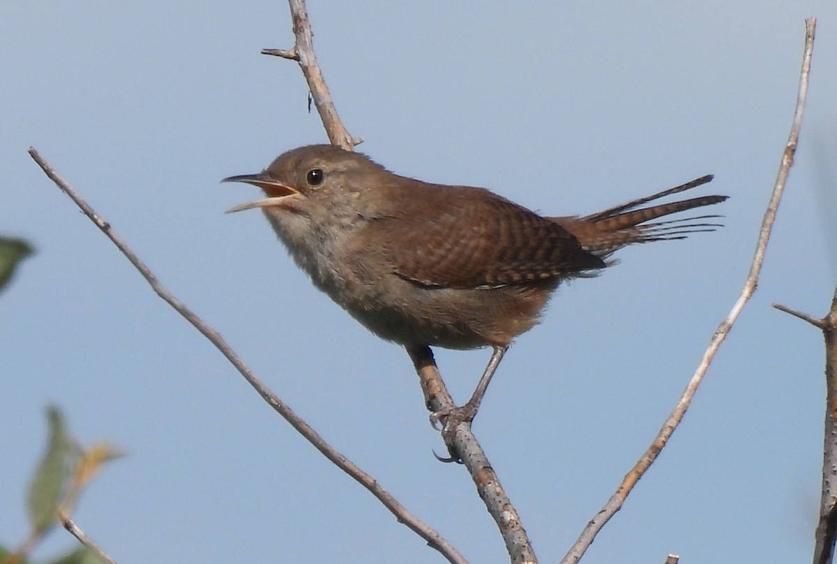 Northern House Wren - ML622464373