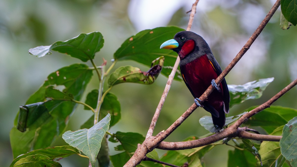 Black-and-red Broadbill - ML622464383