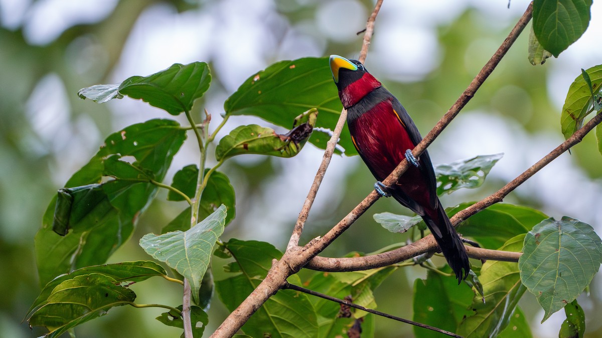 Black-and-red Broadbill - ML622464384