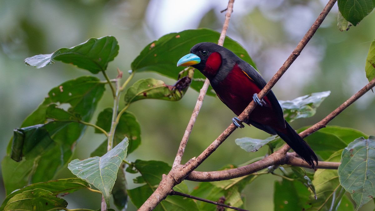 Black-and-red Broadbill - ML622464385