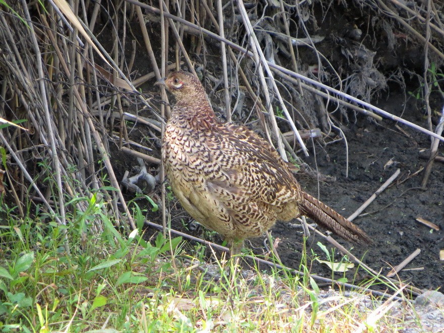 Green Pheasant - ML622464390