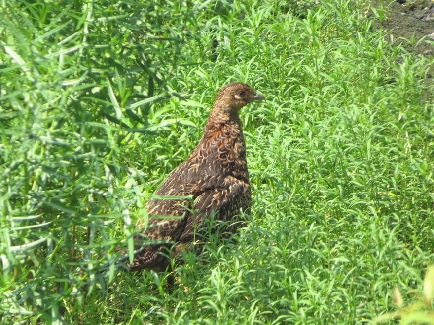 Green Pheasant - ML622464391