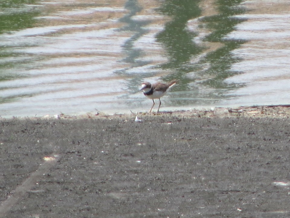 Little Ringed Plover - ML622464394