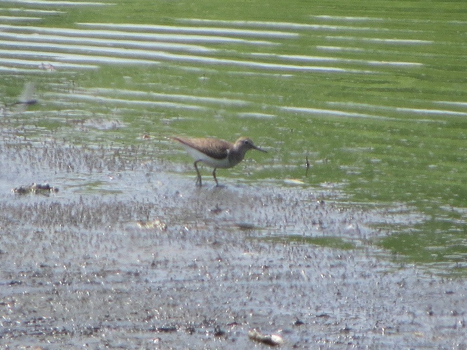 Common Sandpiper - ML622464395