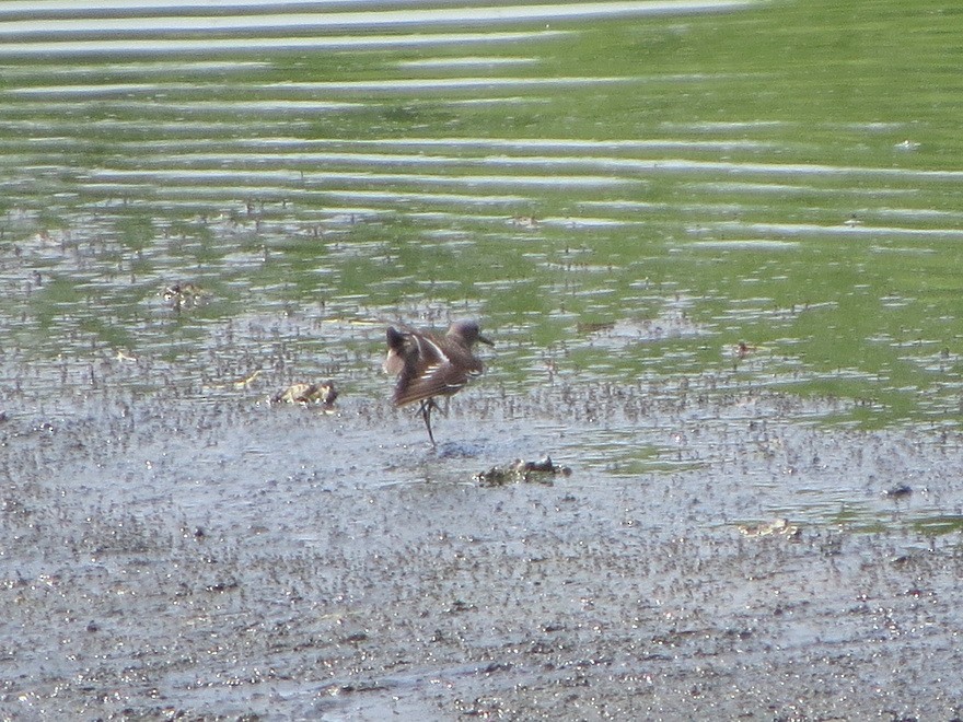 Common Sandpiper - ML622464396